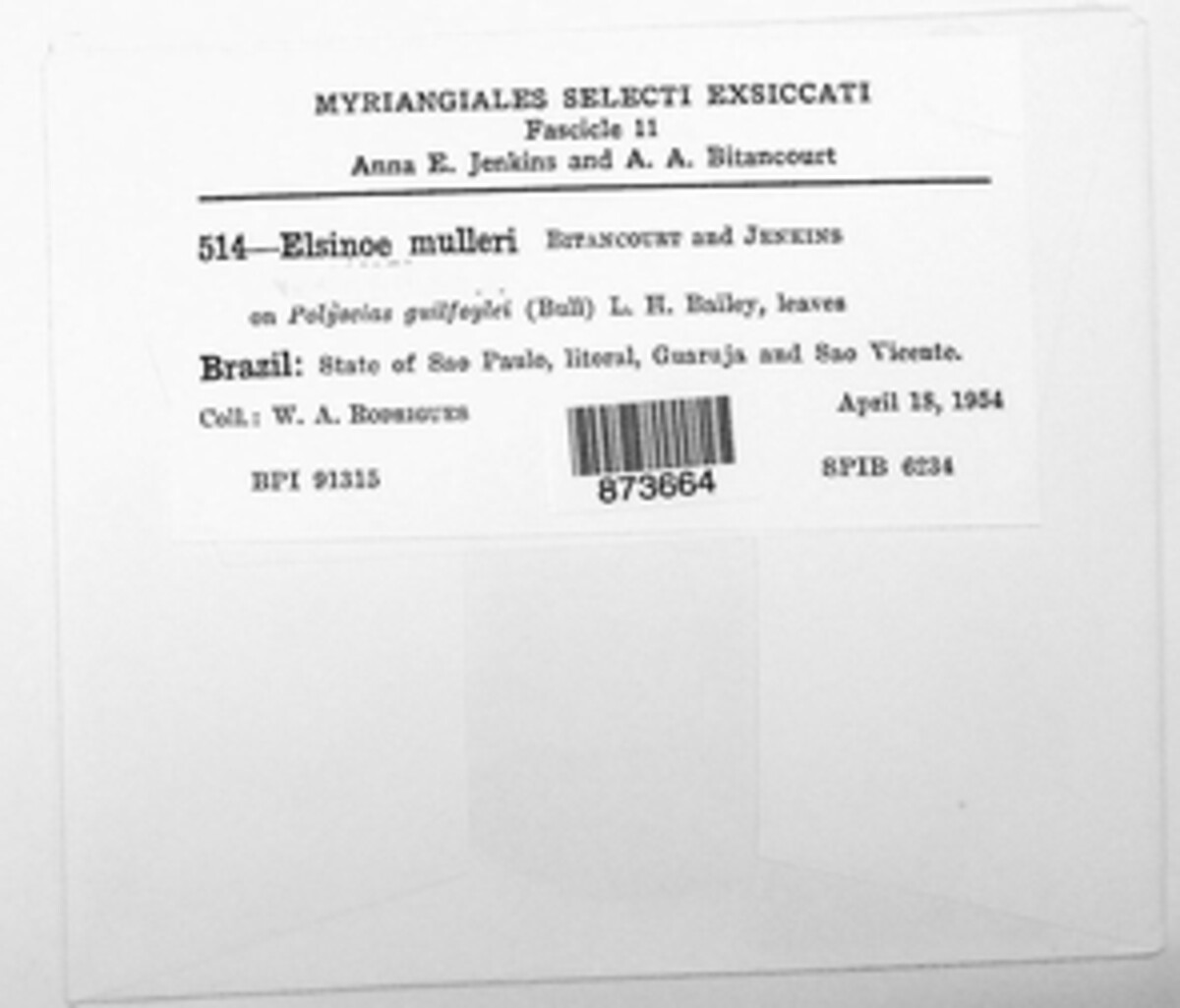 Elsinoe mulleri image